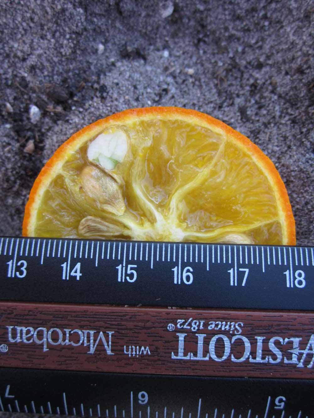            Fruit cross-section (Winter Haven, FL)   